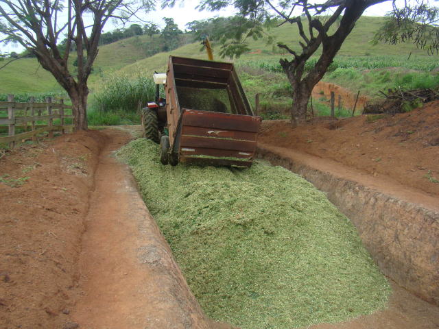 silagem de capiaçu