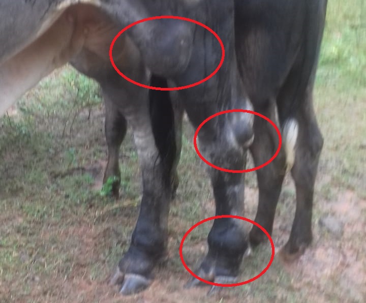 Meu touro Guzerá teve inchaços na pata traseira. O que pode ser e como tratar?