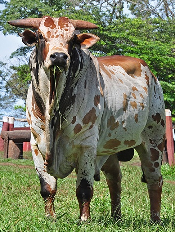 Nelore Pintado