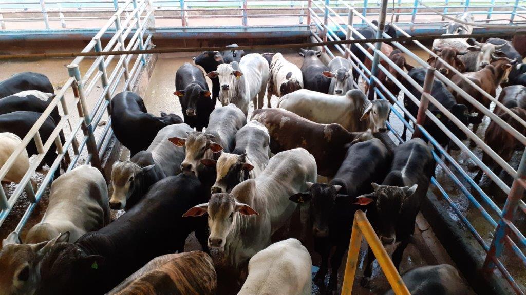 Lote de bovinos mandados para o abate. Foto: Divulgação