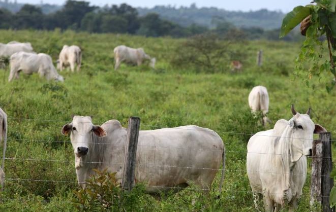 pecuária no pará melhor cruzamento gado de corte