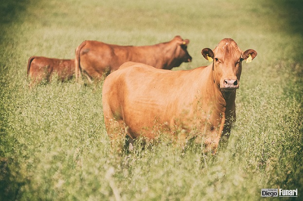 Vaca Caracu: com quantos meses já posso colocá-la para cruzar?