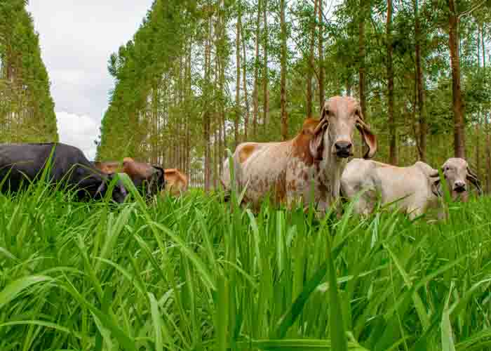 Qual a taxa de lotação de vacas leiteiras em pasto com bons índices de chuva?