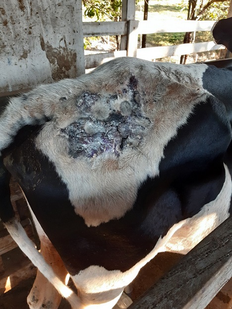 Minha vaca está com uma impinge que não cicatriza. Tem tratamento?