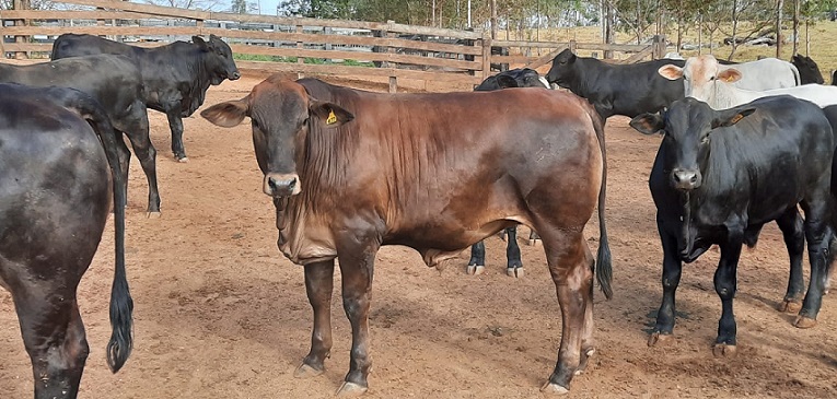 Fazenda produz carne premium cruzando F1 Angus com Black Simental e Bonsmara em RO