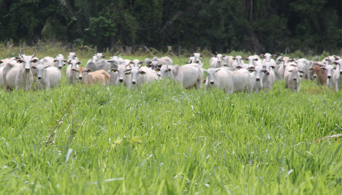 Os segredos para o capim de qualidade e que gera mais dinheiro ao pecuarista