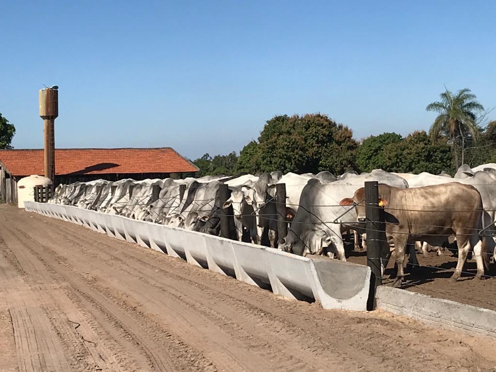 redução da idade ao abate fazenda ciriana ipeúna-sp redução da idade ao abate fazenda ciriana ipeúna-sp