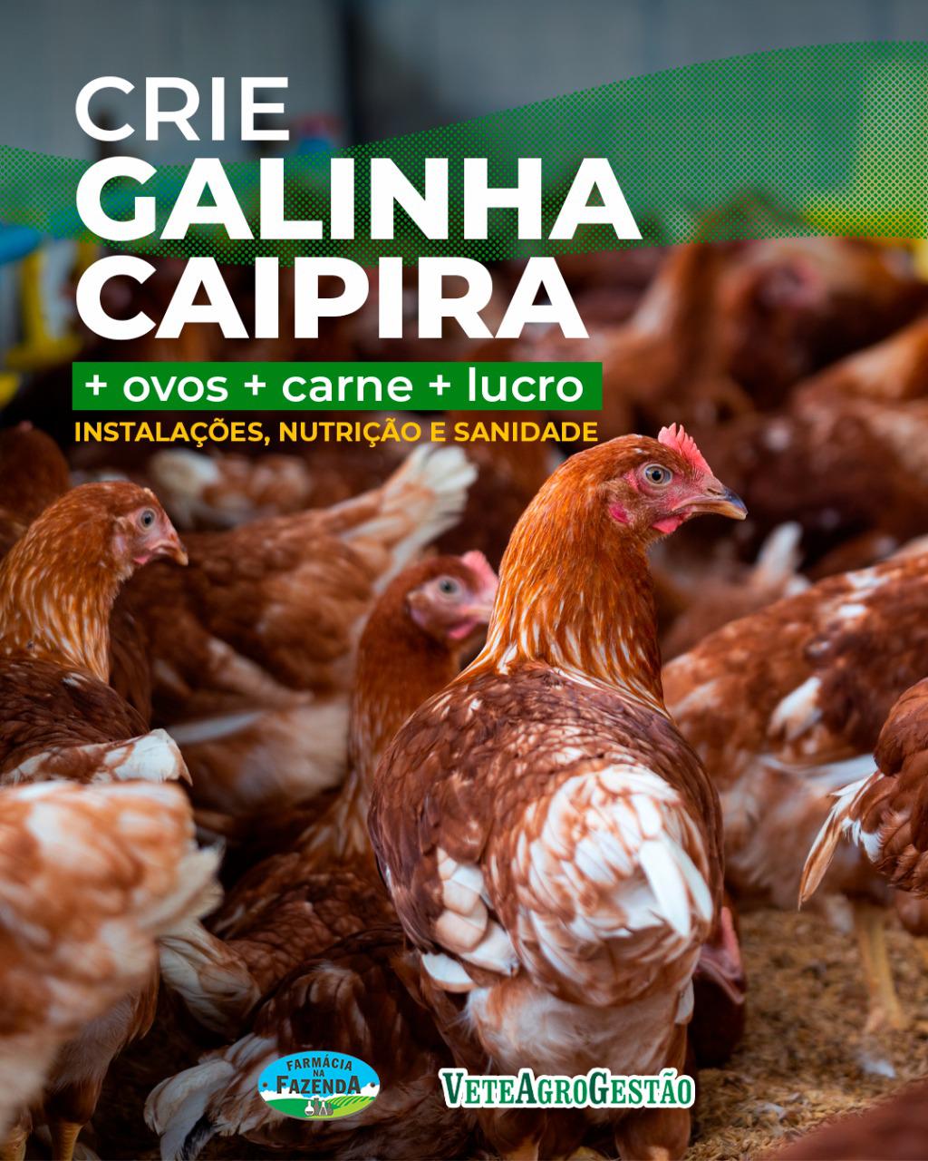Consultor lança manual para pecuarista obter renda extra com galinha caipira Consultor lança manual para pecuarista obter renda extra com galinha caipira