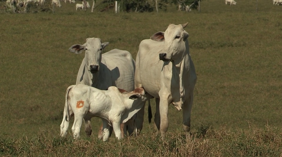 Novilhas Nelore com cria ao pé. Foto: Divulgação