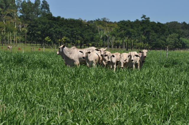 Pasto limpo de invasoras dobra a lotação de gado da fazenda