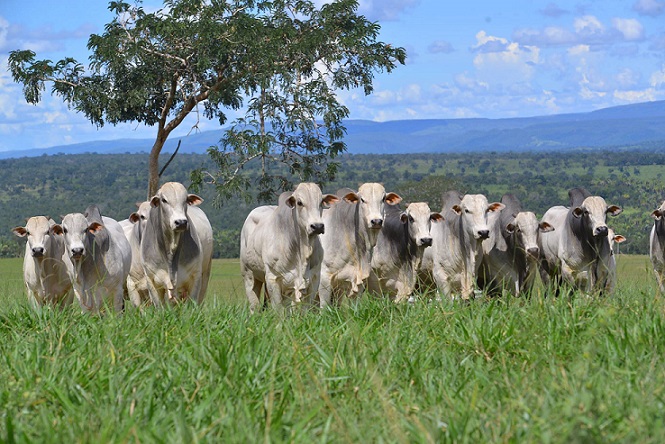 Bovinos eficientes produziram arroba R$ 76 mais barata em prova de desempenho Bovinos eficientes produziram arroba R$ 76 mais barata em prova de desempenho