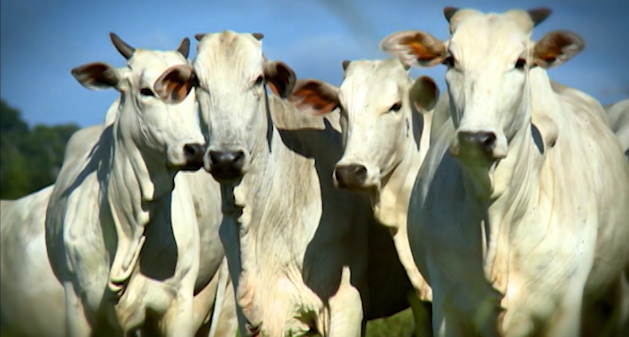 Bovinos de corte em área de pasto. Foto: Divulgação