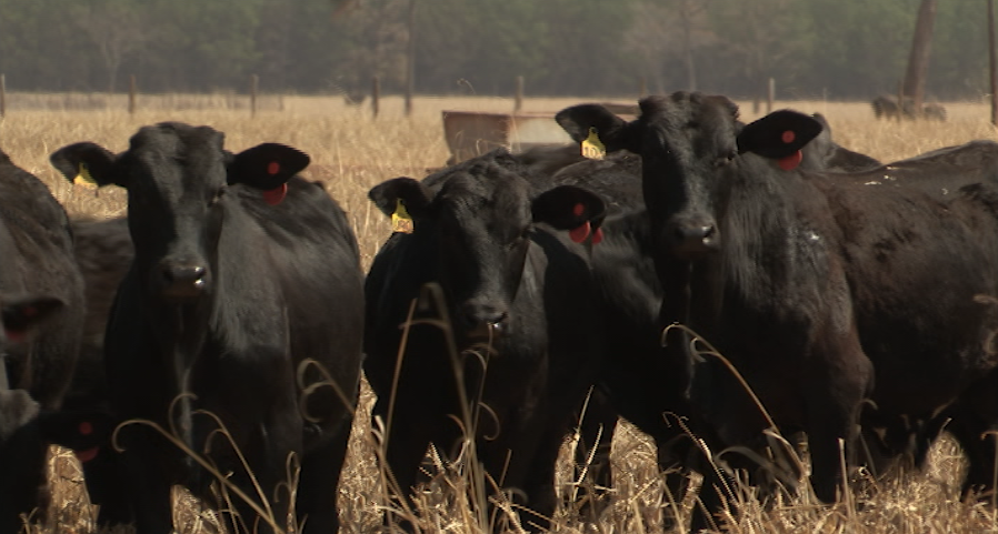 Fazenda salta de 7 para 20 arrobas por hectare ao ano em apenas uma safra