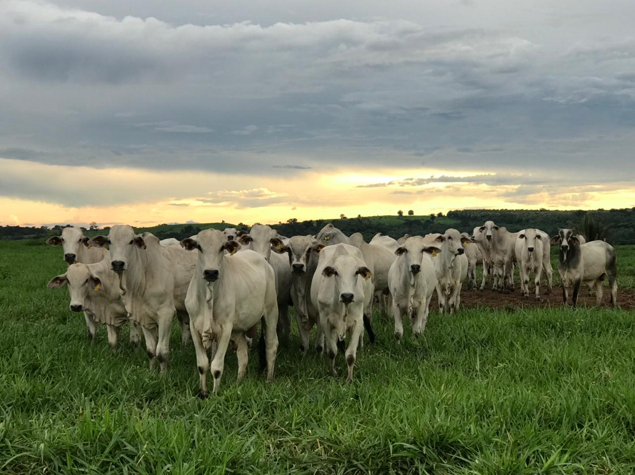 Desafio da Pecuária Responsável já têm o apoio de 100 empresas do setor