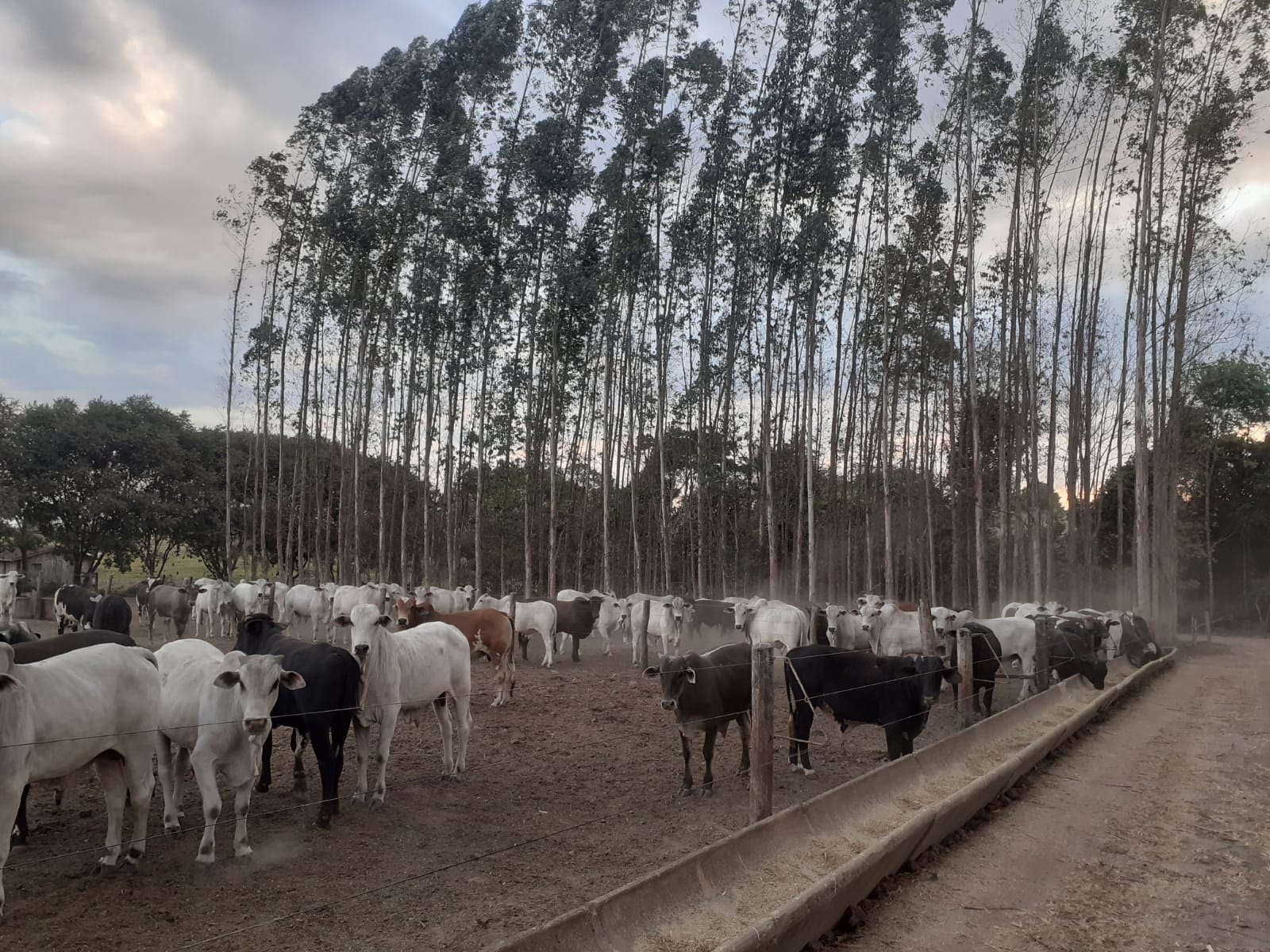 Pai e filhos tocam confinamento de sucesso na região de Colorado do Oeste-RO