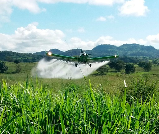Controle aéreo das invasoras populariza nas fazendas de pecuária