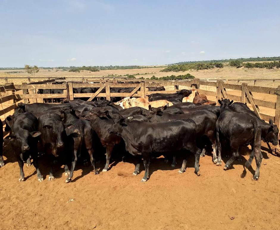 Novilhas 1953 semiconfinadas em MT de 18 arrobas e bois de 24@ de MG são destaques