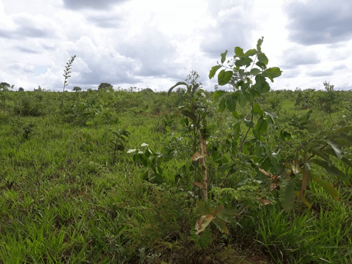Devo começar o controle de plantas daninhas pelo pasto mais infestado?