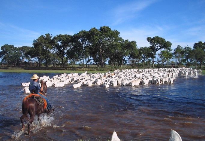 Produção de carne orgânica e sustentável avança no coração do Pantanal