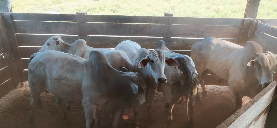 Lote de bois suplementados com proteico energético. Foto: Divulgação