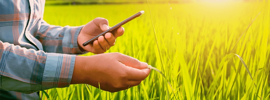 Da roçada aos herbicidas, relembre a evolução do controle de plantas daninhas no Brasil