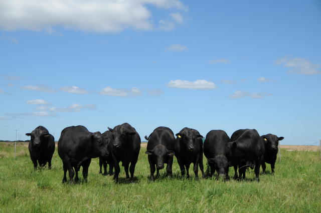 Angus e Senepol: qual aguenta pasto em área montanhosa de MG?