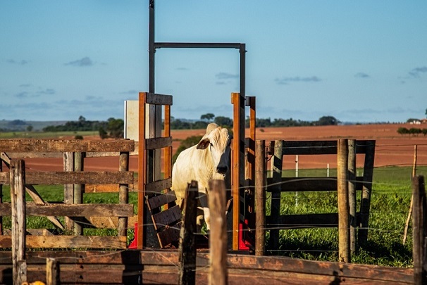 balança para pesar gado à distância balpass