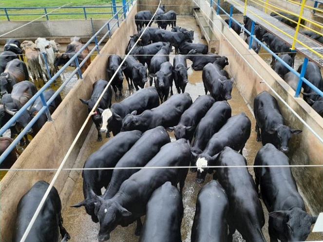 boiada Angus confinada campo novo de rondônia