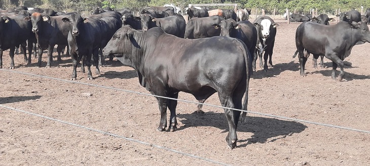 boiada Santa Gertrudis em novilha F1 Angus