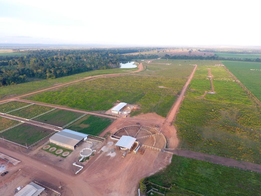 confinamento de boi em mato grosso fazenda belvedere 1 roça agronegócios