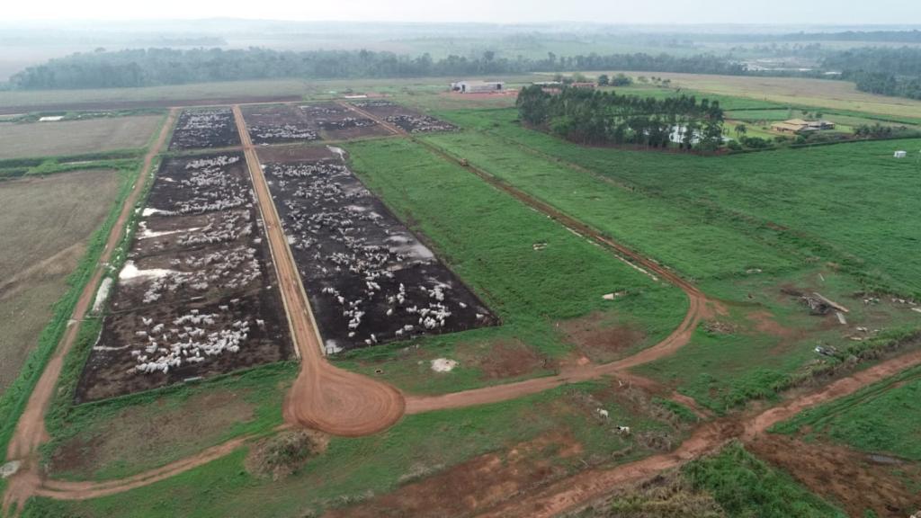 confinamento de boi em mato grosso fazenda belvedere 1 roça agronegócios