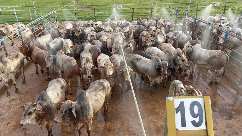 confinamento de boi em mato grosso fazenda belvedere 1 roça agronegócios