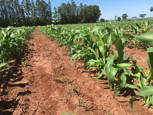 sorgo gigante boliviano consórcio pastagem