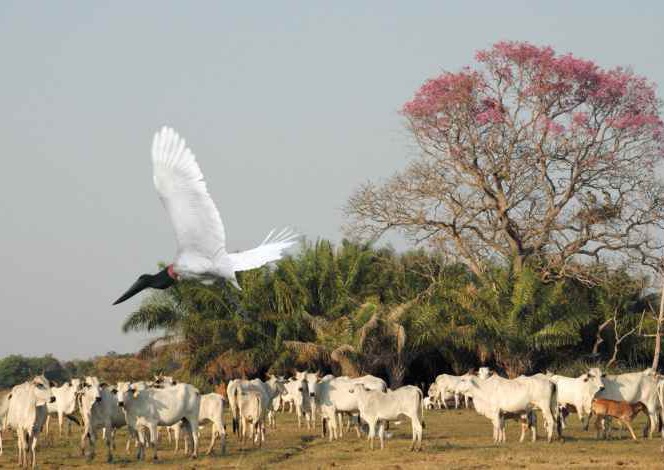 desconto de icms para pecuária do pantanal carne orgânica e sustentável