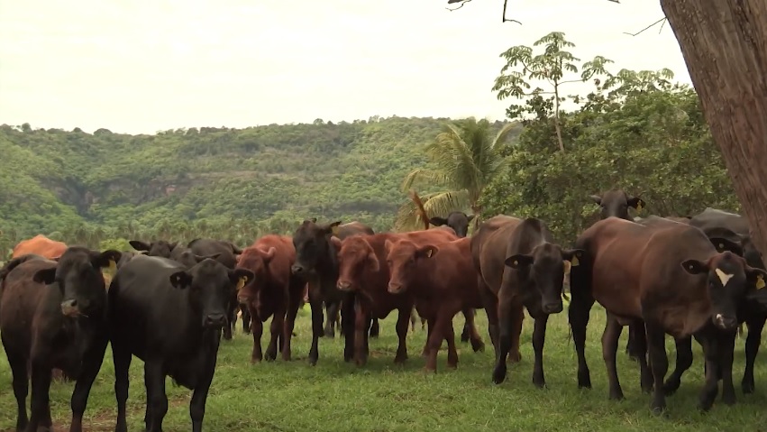 fazenda em ms confinamento novilhas Angus Cassilândia