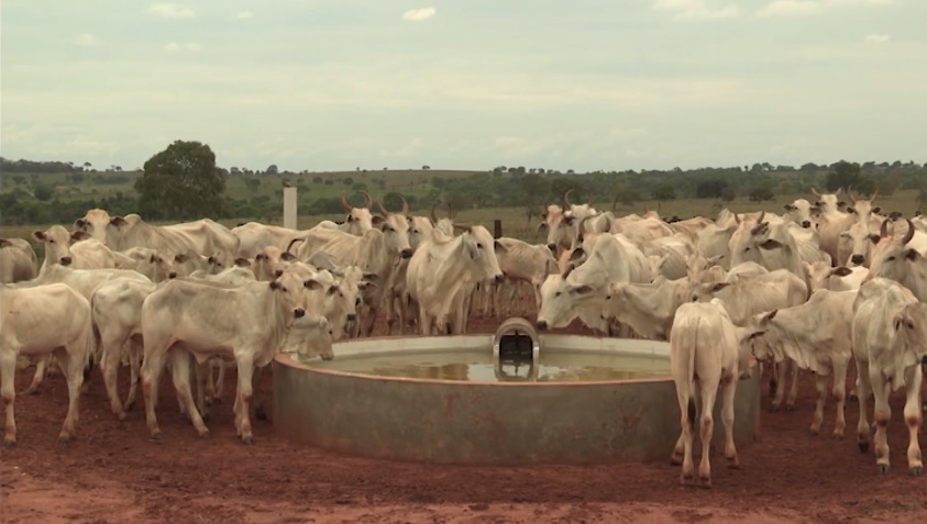 fazenda de cria rio das pedras bolsão mato grosso do sul referência nacional