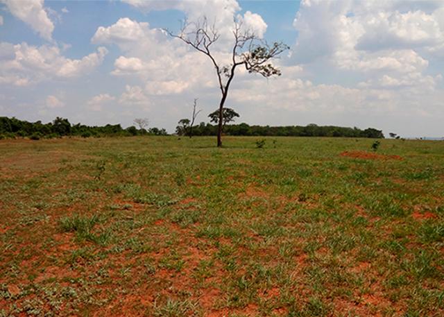 Degradação de pasto: identifique os 5 estágios para salvar sua fazenda