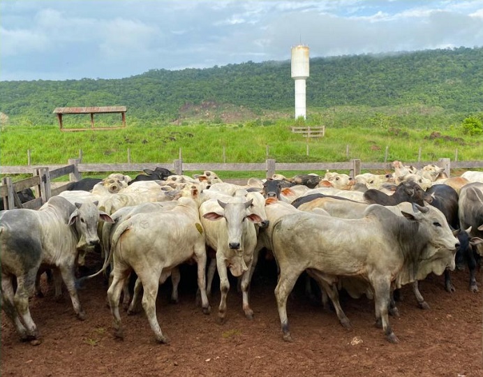 gado de são félix do xingu pará boiada nelore semiconfinada torrinho