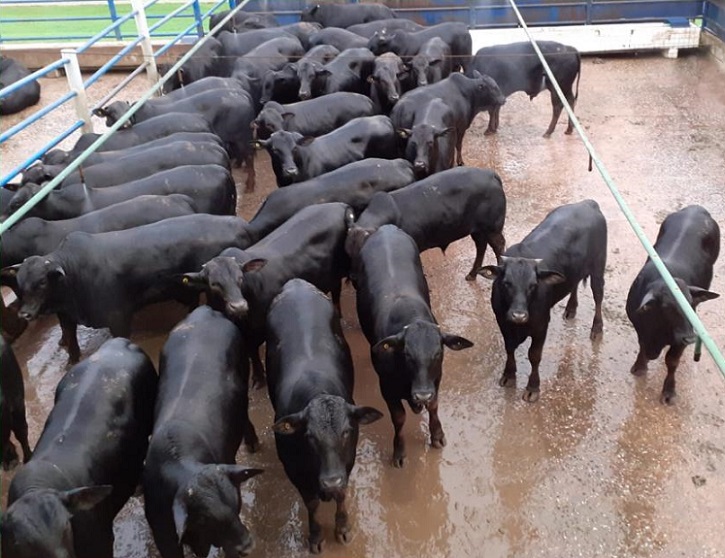 Bovinos de genética Angus de 12 a 14 meses. Foto: Divulgação Bovinos de genética Angus de 12 a 14 meses. Foto: Divulgação