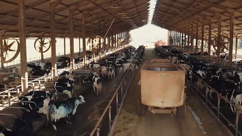 Vaca holandesa: é possível produzir leite com animais 100% confinados?