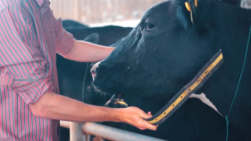 colar de monitoramento de vacas leiteiras