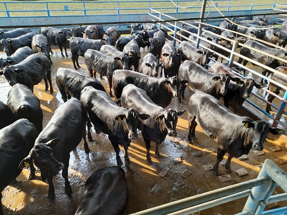 novilhas angus protocolo 1953 jbs lins-sp novilhas angus protocolo 1953 jbs lins-sp