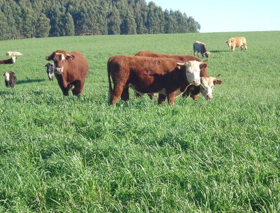 dúvida sobre pasto consorciado com aveia e azevém