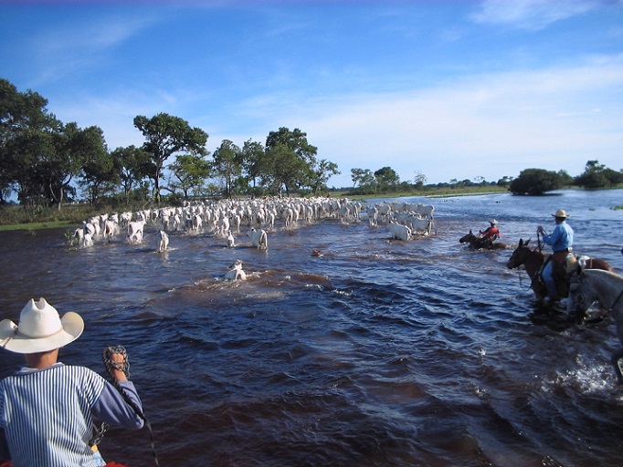 pecuária no pantanal sustentabilidade vira prêmio