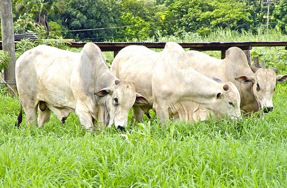 Pó de rocha dobra lotação de boi em fazenda no MS e pode até triplicar