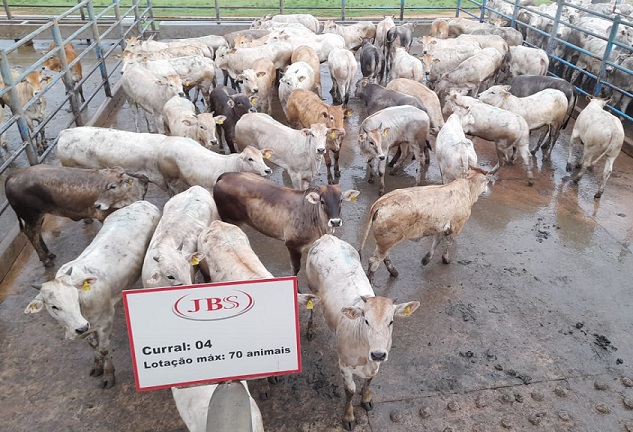 rubia gallega pão de açúcar