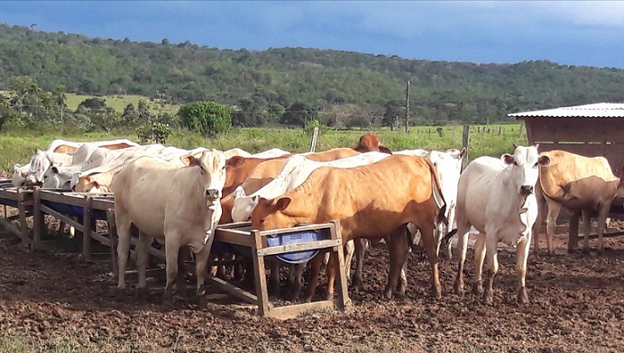 Bovinos na praça de alimentação. Foto: Divulgação