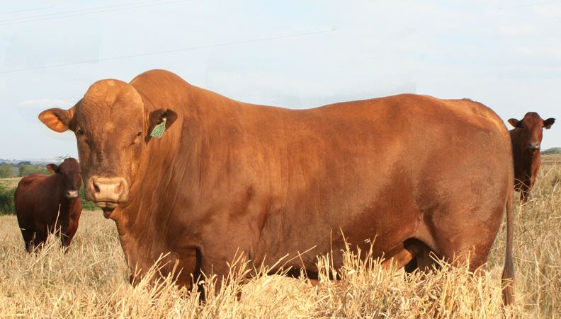 Qual touro vai bem com vacas meio-sangue Red Brahman e Simental?