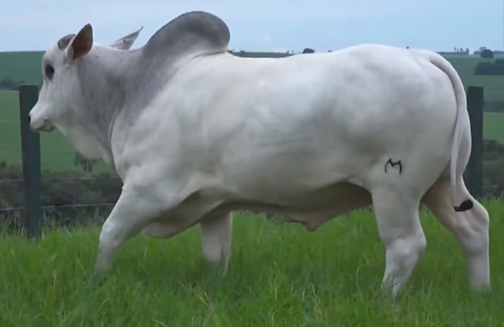 touros de corte abs o que mudou na seleção dez anos