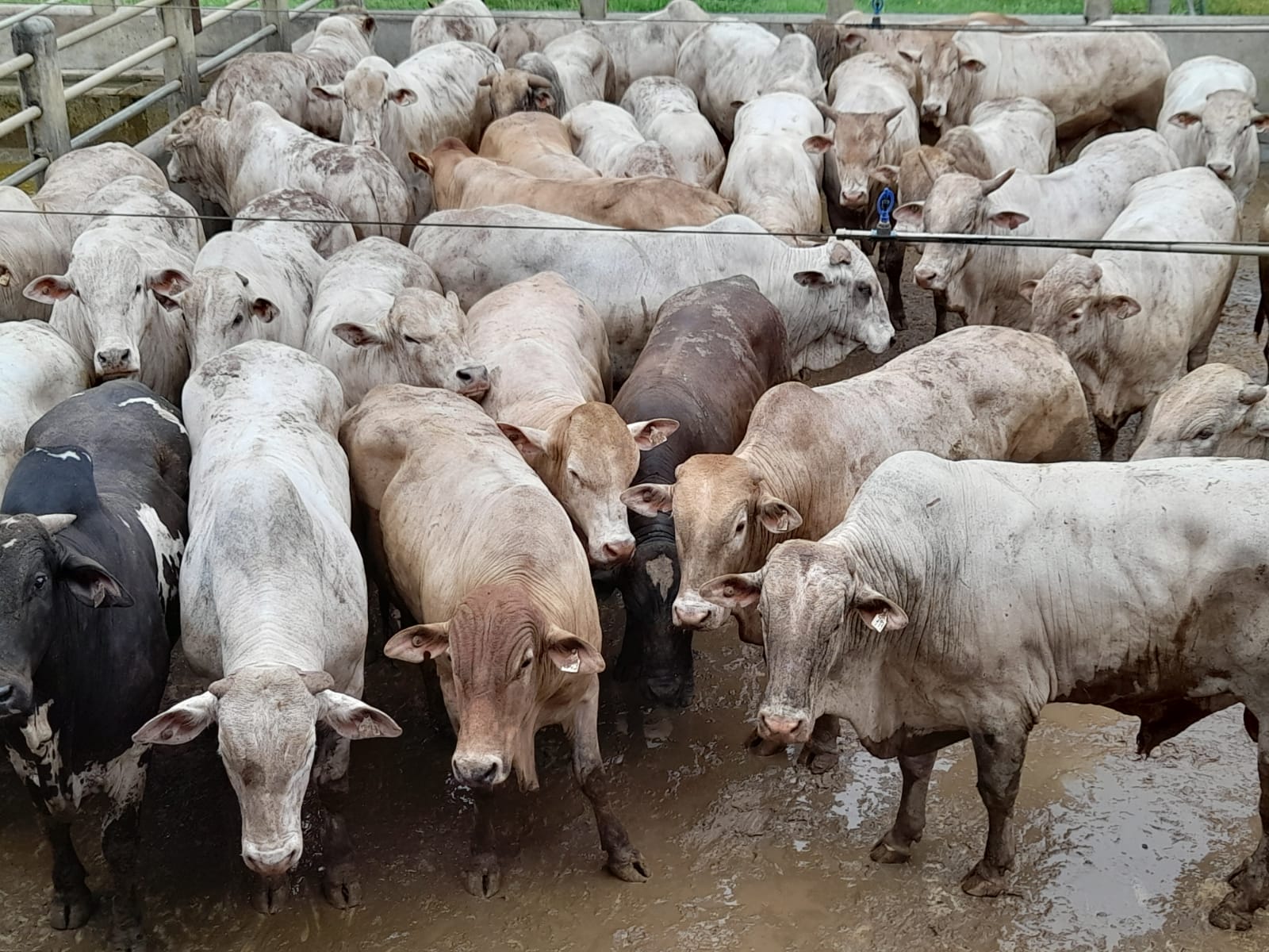 Boiadas F1 Caracu e F1 Red Angus com Nelore passam das 25@ na Bahia